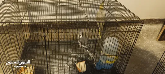  2 للبيع زوج كوكتيل ممتاز بمواصفات في الوصف