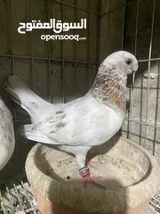  6 جوز ذبابنا صفر الصلاه عالنبي شغلات مكفولات للبيع