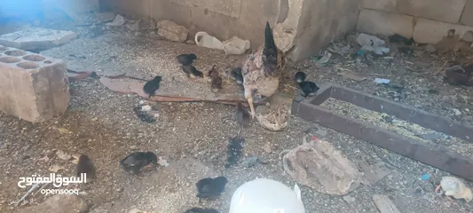  9 جاجه يهوديه معها 25 صوص بلدي