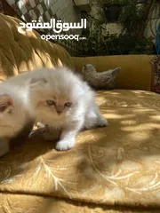  17 5 قطط مكس للبيع