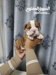  3 English Bulldog Female puppies