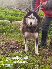  1 كلبة هاسكي طالبة تزاوج