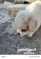  5 كل ملتيز جمل وجميل ومسلي