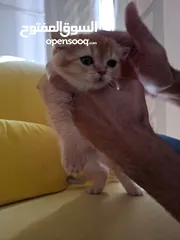  3 pure bred Scottish fold kittens 4 available for sale