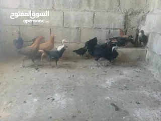  1 دجاج بلدي نخب اول للبيع