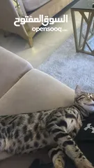  2 قط بنغال لعوب و جميل للتبني Bengal cat