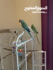  6 Indian ringneck Breeding Pair (blue female +green male ) with eggs  for rehoming