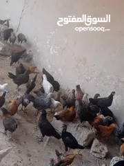  7 فراخ بلدي عمر شهرين ونص مطعمات جميع التطعيمات اي بي ولقاح ونيونكسل