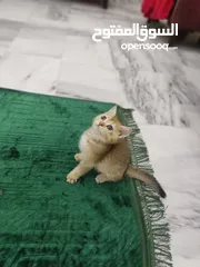  2 قطه سكوتش ستريت جولدن العمر 60 يوم ذكر شورت هير