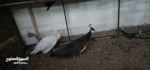  7 ( white is sold )peacock family 4, عائلة طواويس4