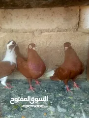  2 حمام مخاليف بواقي للبيع