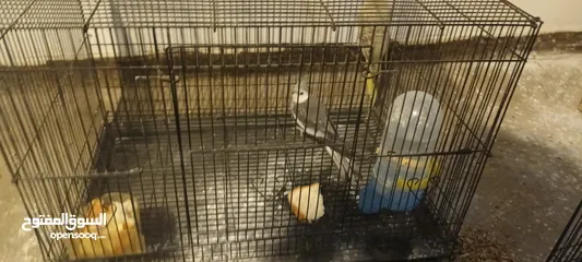  3 للبيع زوج كوكتيل ممتاز بمواصفات في الوصف