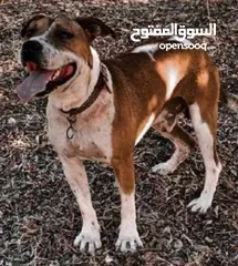  1 ذكر بيتبول دم نار