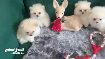  16 Cute Pomeranian