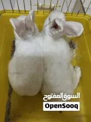  3 ارانب جاهزه