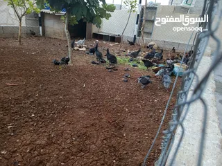  1 ديوك حجم وسط نقي قد ما بدك ب دينار ونص  نقي اللي بعجبك نقا  الزرقاء