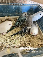  2 عصافير حب لاتينو