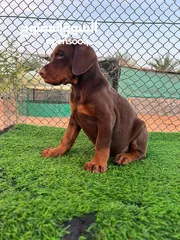  1 دوبرمان اوروبي European Doberman