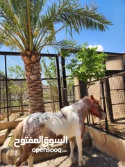  33 مزرعه الريان عمان منطقة ناعور تبعد 15 دقيقه عن الدوار السابع