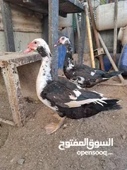  1 بش مصري فحله