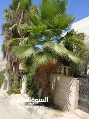  4 شجر نخيل زينه