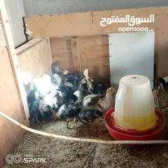  6 صوص باكستاني