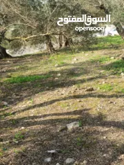  6 القبة الذهبية  اراضي بلعا دير الغصون