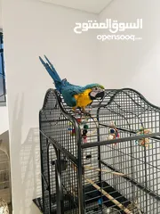  2 Blue and Gold Macaw (6 months)