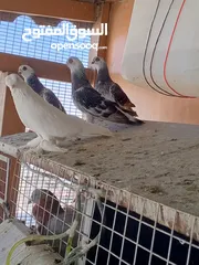  12 فحول وطواير للبيع