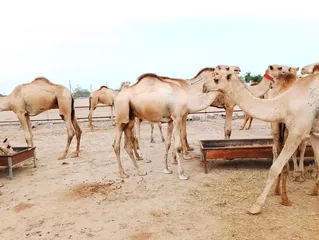  5 Camels barka