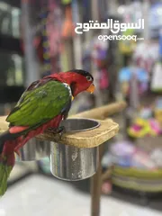  12 ببغاء اللوري رومانسي ولعوب راقص متكلم