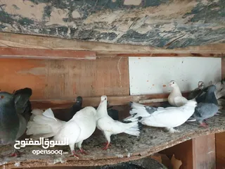  2 حمام زينة مشكل هنداوي وشماسي مع دشش