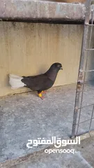  5 5طايرات في جبل التاج