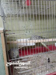  4 جوز كوكتيل شغال وطيره