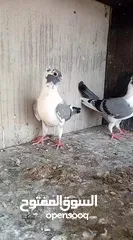  7 فرخيين اسطنابله للبيع