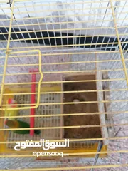  1 حبه روز وحبه فيشر للبيع بسعر مناسب