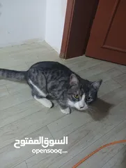  1 cat for sale قط ذكر للبيع