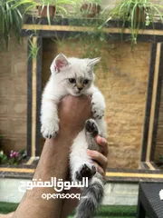  1 قطط سكوتش فولد وسكوتش ستريت للبيع اقرأ الوصف