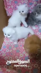  3 Scottish fold