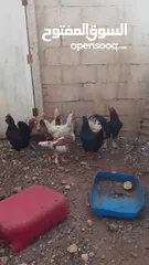  9 11 جاجه وديك نخب النخب