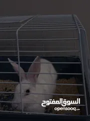  15 Selling a Dwarf Rex Mix Rabbit