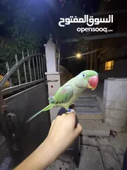  4 ببغاء كاسندرا جامبو