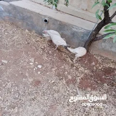  4 ارانب عدد 11 + حبش هولندي عدد 4