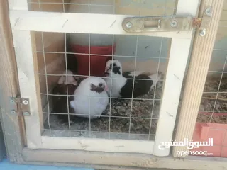  22 حمام للبيع