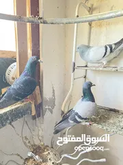  4 حمام للبيع