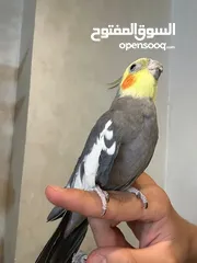  5 ببغاء كوكتيل اليف مدرب عند افضل مدربين ببغاء