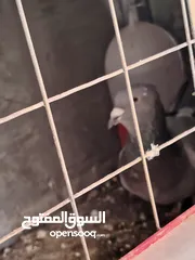  5 حمام مشكل زواج للبيع