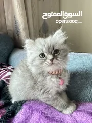  1 Kitten for sale