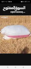  1 تبن قمح ابيض دراس السنه للبيع  والشراء ما بقصر معه