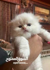  3 متاح 3 قطط هملاي    مع بعض العمر  اشهرين الابيض ذكر  العنوان جنين